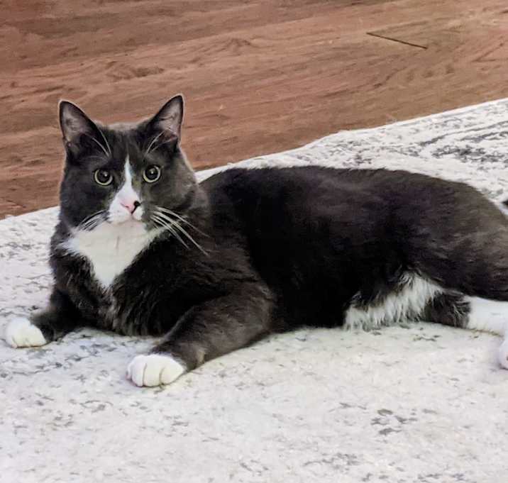 Photo of Niko