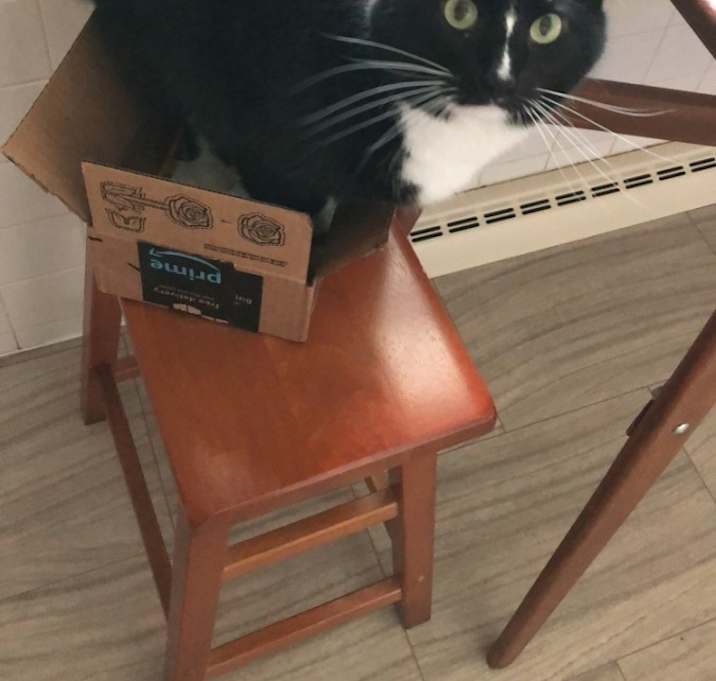 Photo of Benji