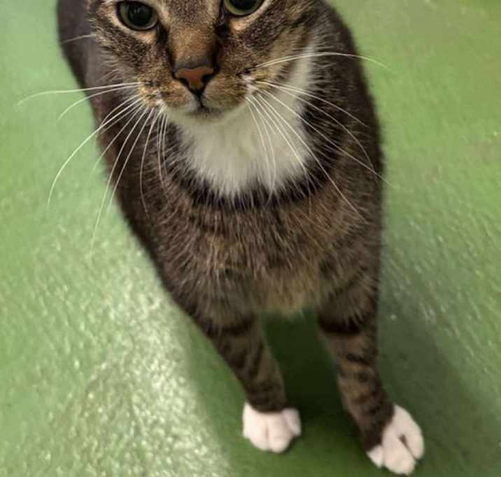 Photo of Panda - At shelter