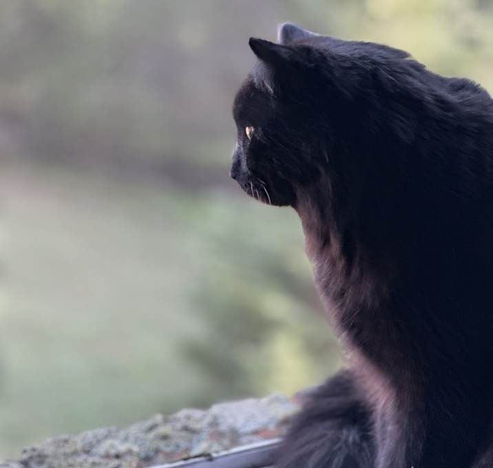 Photo of Neo