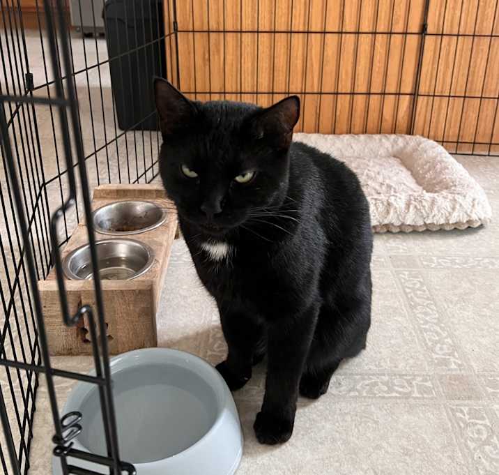 Photo of Cosmo
