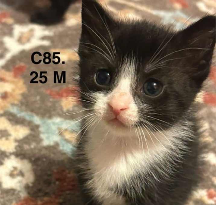 Photo of Foster C85.25 - Black/White