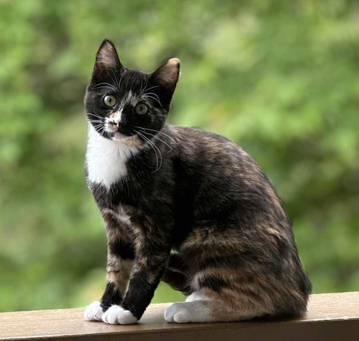 Photo of Ophelia