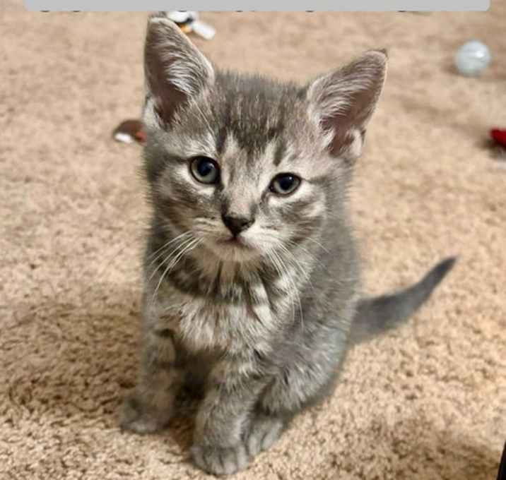 Photo of Foster Charlie Brown