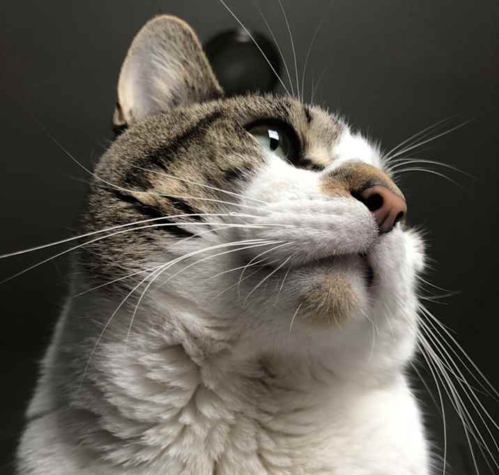 Photo of Max