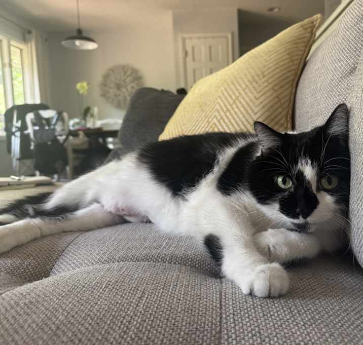 Photo of Scarlett