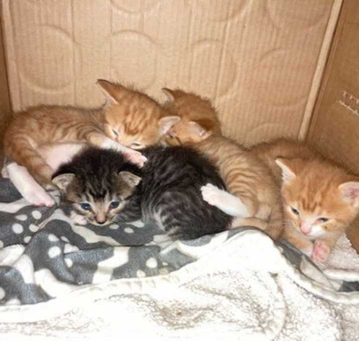 Photo of Curry, Saffron, Spice & Pepper