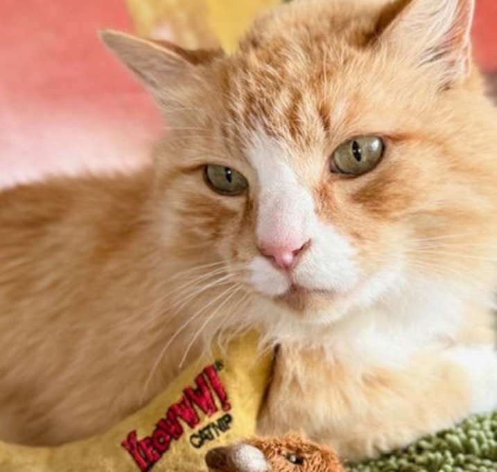 Photo of Tom Jones - Experienced Companion