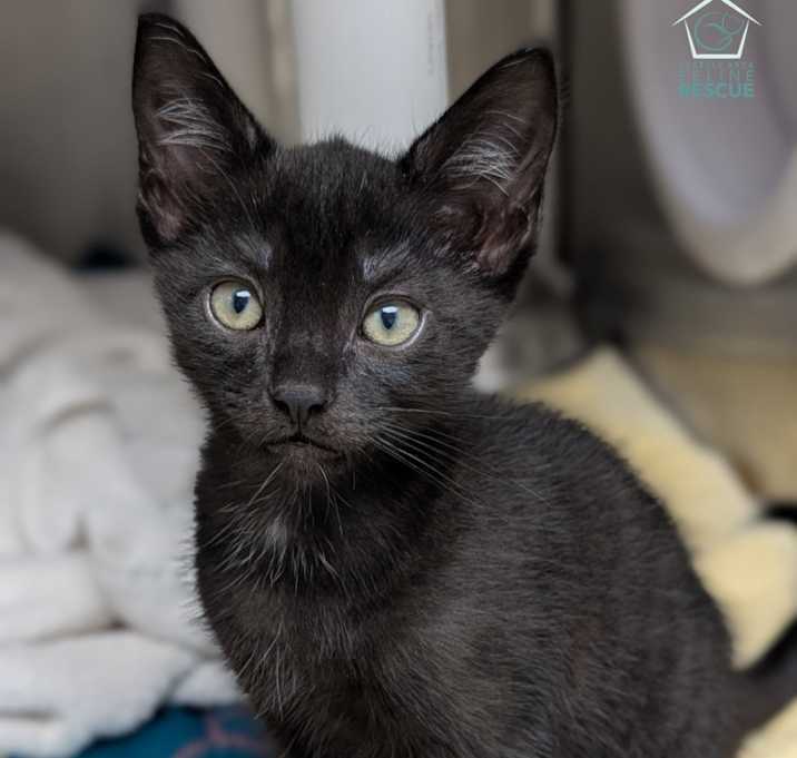 Photo of Black Bean