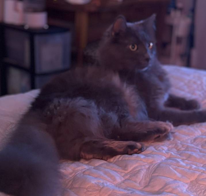 Photo of Braxton (Mr. B)