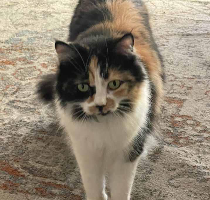 Photo of Roxanne