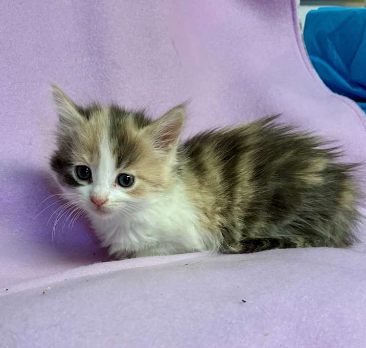 Photo of Saphira