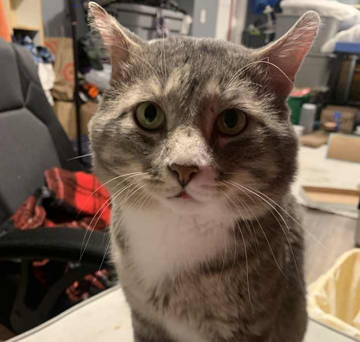Photo of Freddie Purrcury