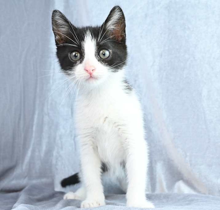 Photo of Piper