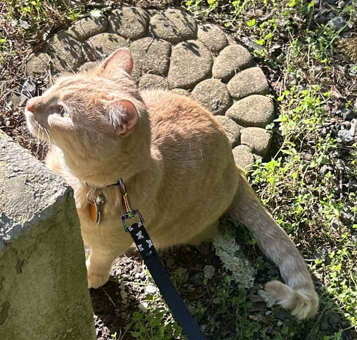 Photo of Peanut