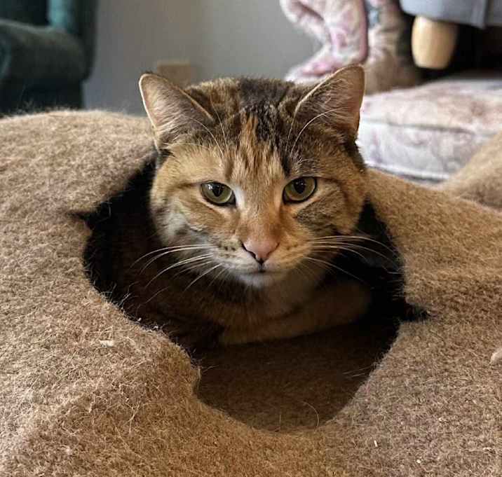 Photo of Daisy