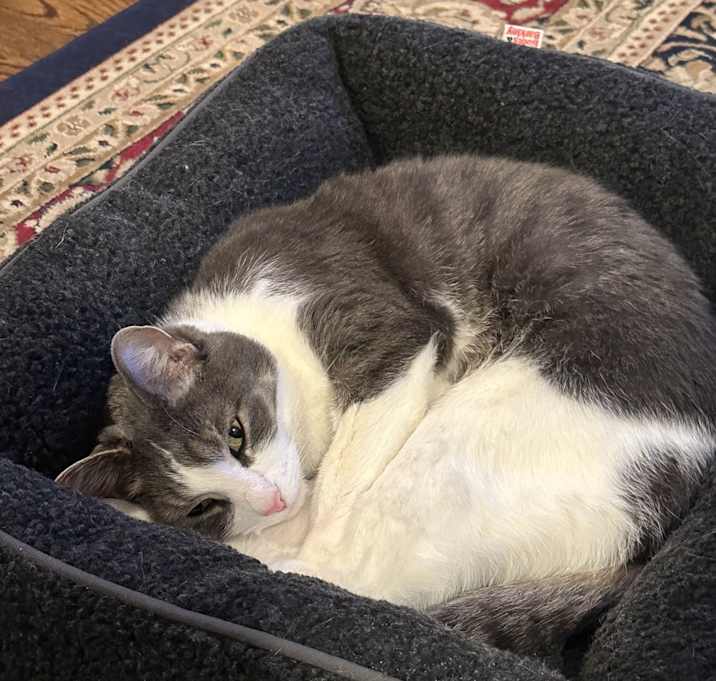 Photo of Astro