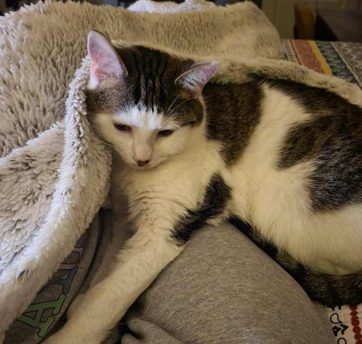 Photo of Daisy