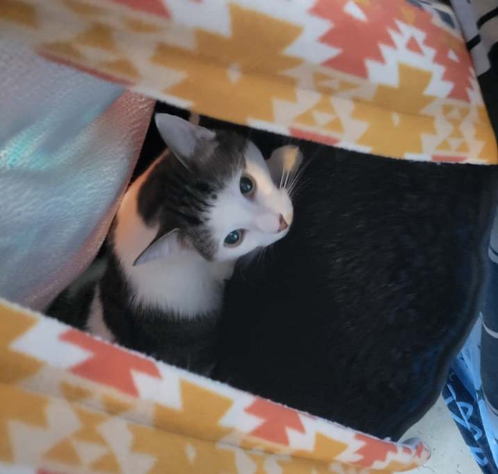 Photo of Daisy