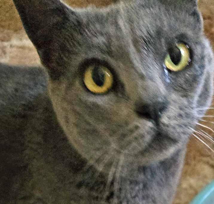 Photo of Pearl