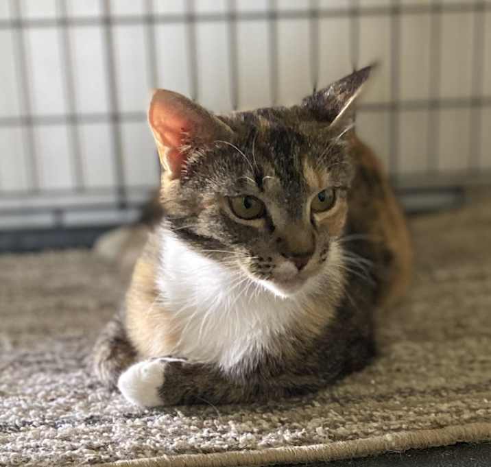 Photo of Athena