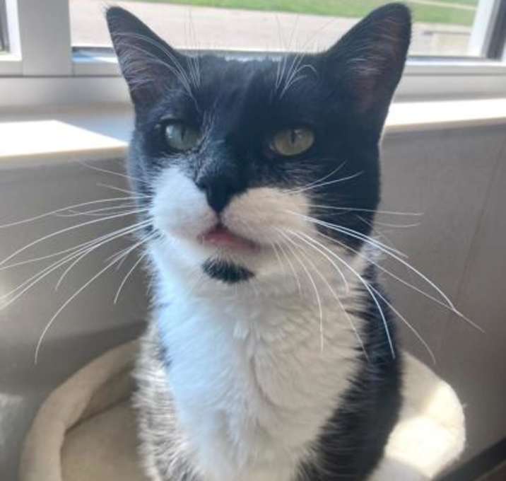 Photo of Oreo