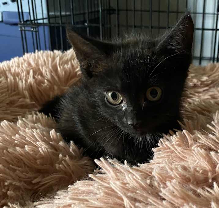 Photo of Raiden