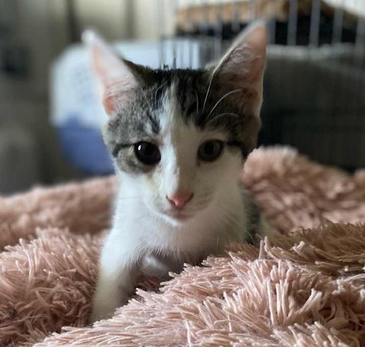 Photo of Basil