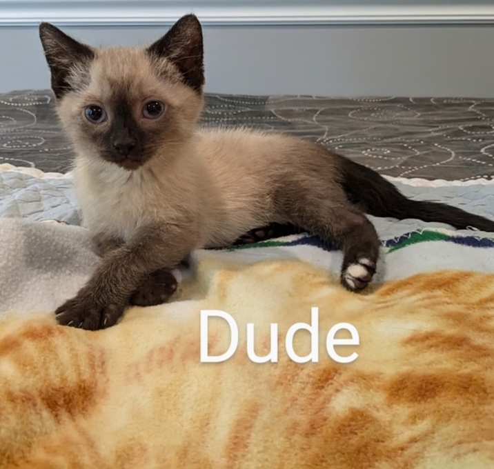 Photo of Dude