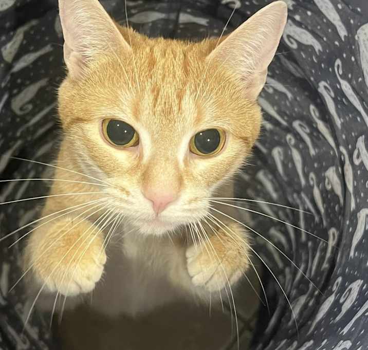 Photo of Roxy