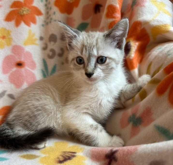 Photo of Spice