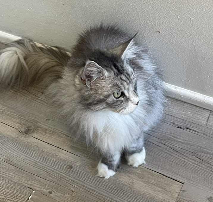 Photo of Foxie