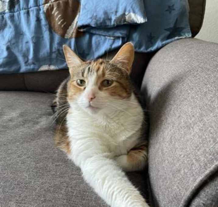 Photo of Butterscotch