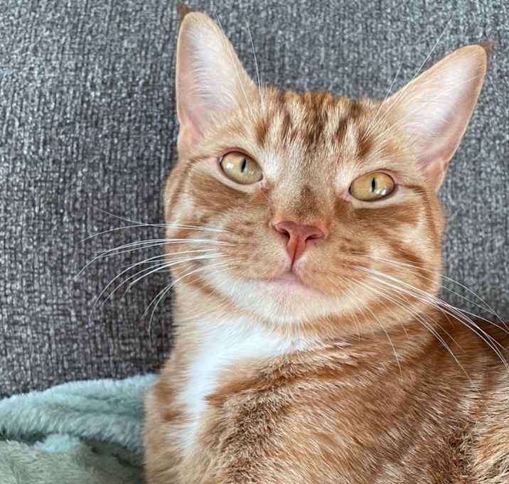Photo of Lincoln
