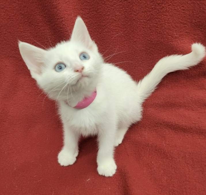 Photo of Duchess