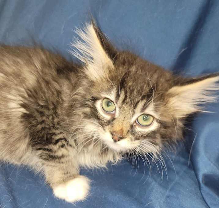 Photo of Fern