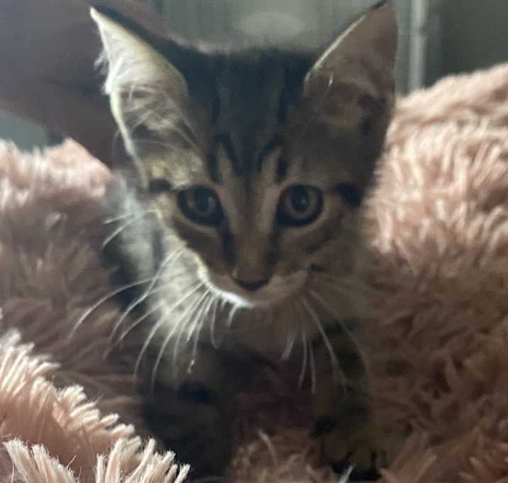 Photo of tiger