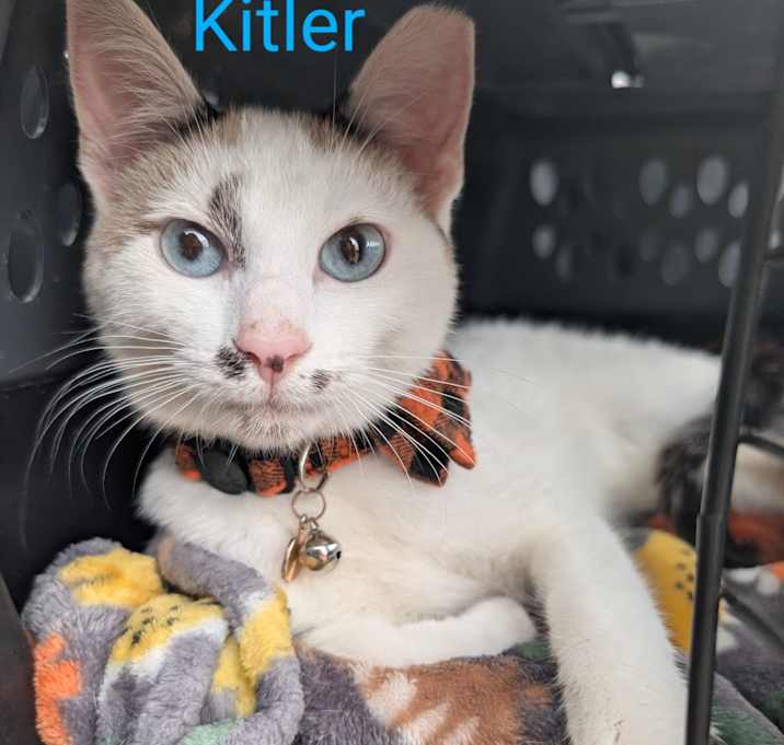 Photo of Kitler