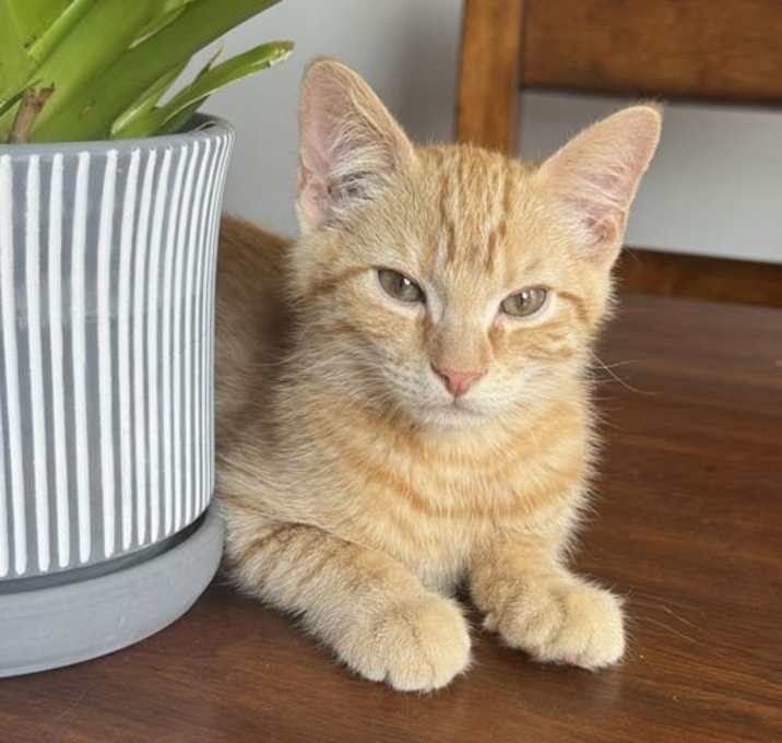 Photo of Rizz