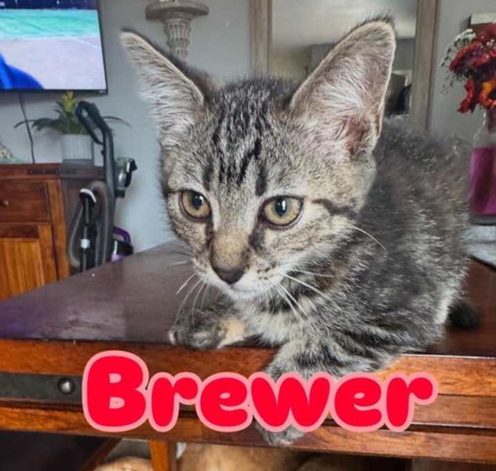 Photo of Brewer
