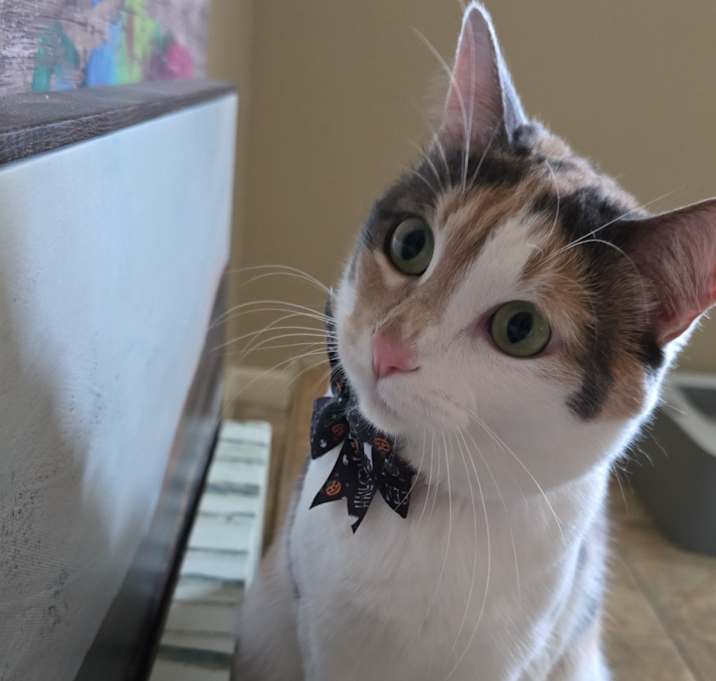 Photo of Mavis