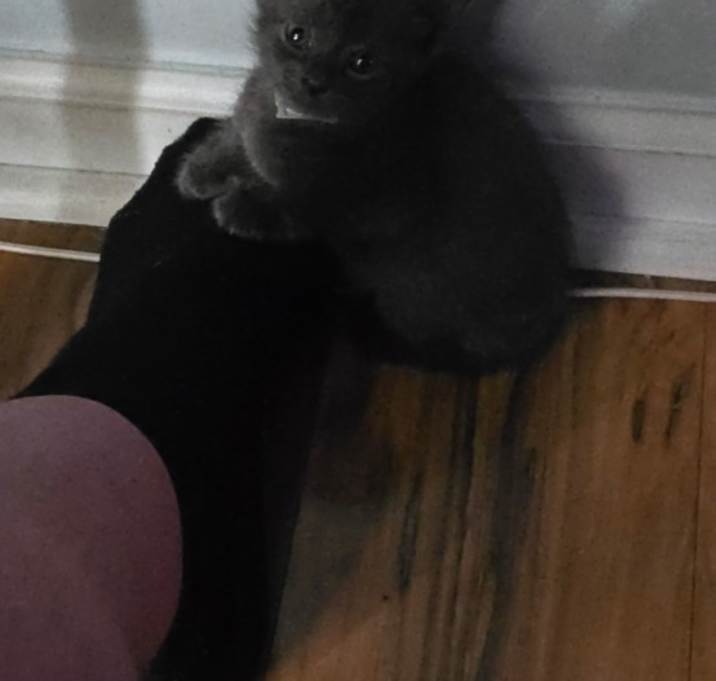 Photo of Ash