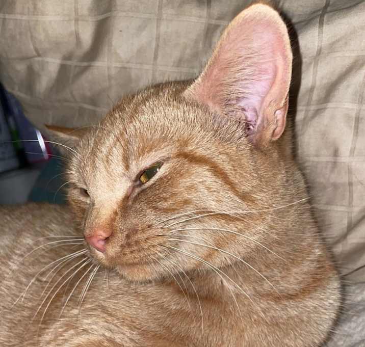 Photo of Simba