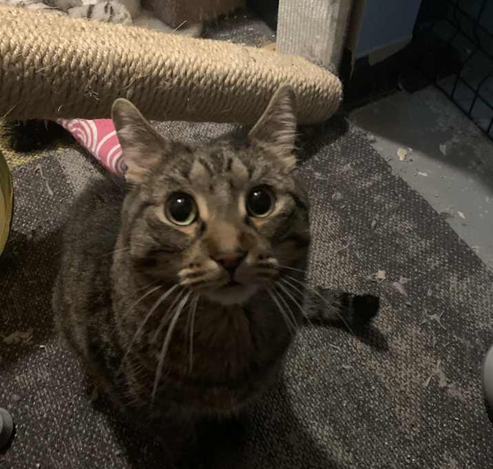 Photo of Ozzy the Black Tabbath