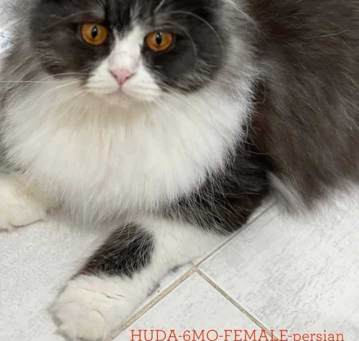 Photo of Huda (Kuwait)