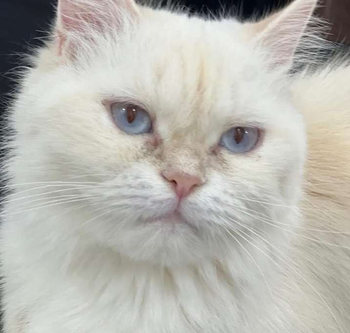 Photo of Isolde (Kuwait)