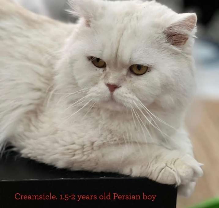 Photo of Creamsicle (Kuwait)