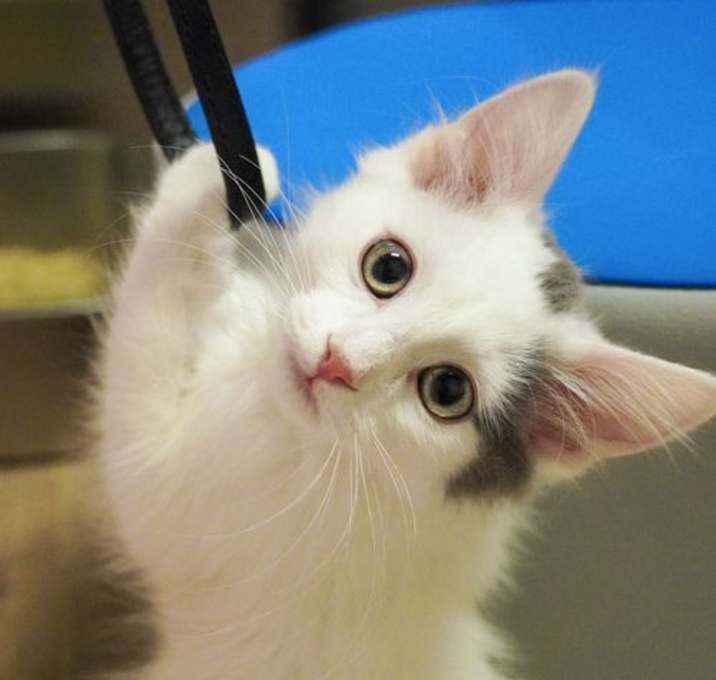 Photo of Beignet