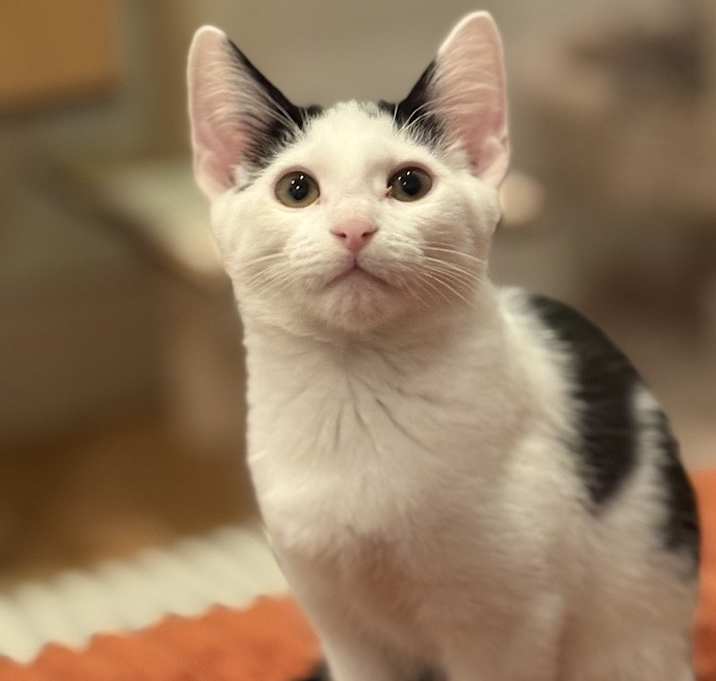 Photo of Yoshi