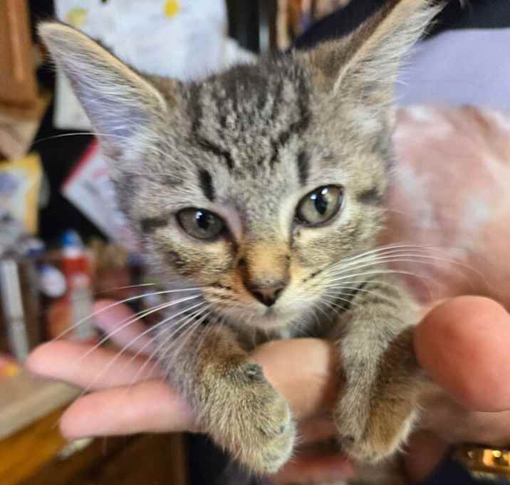 Photo of Bibi Kitty : Nibbles